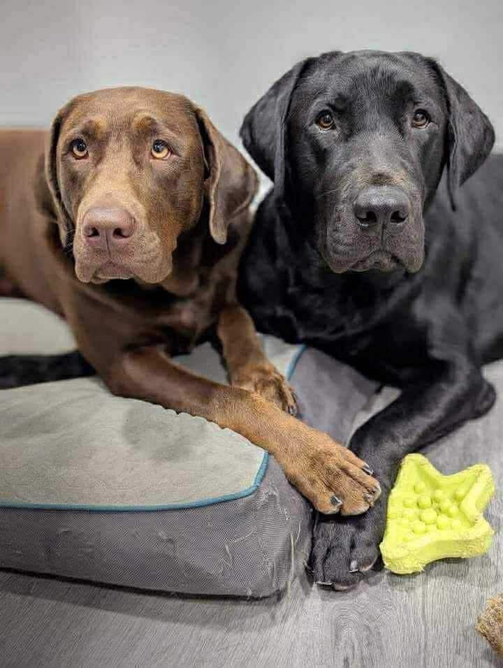 Labrador dam and sire