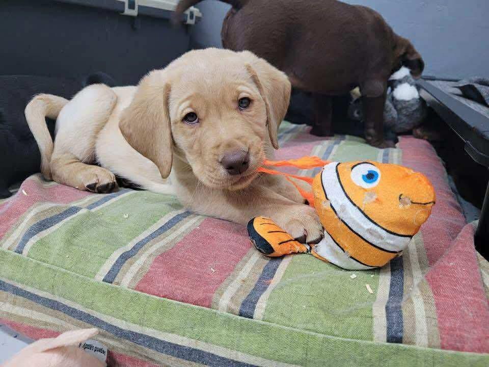 Labrador Puppy Background